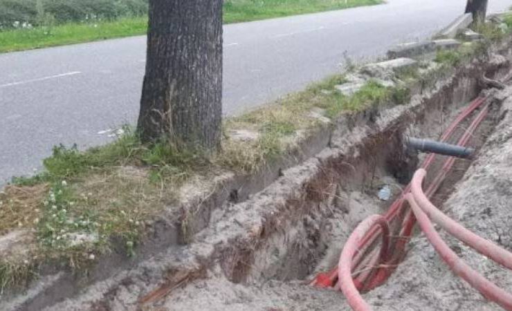 Miscommunicatie bij aanleg elektrakabels: dertigtal bomen gekapt