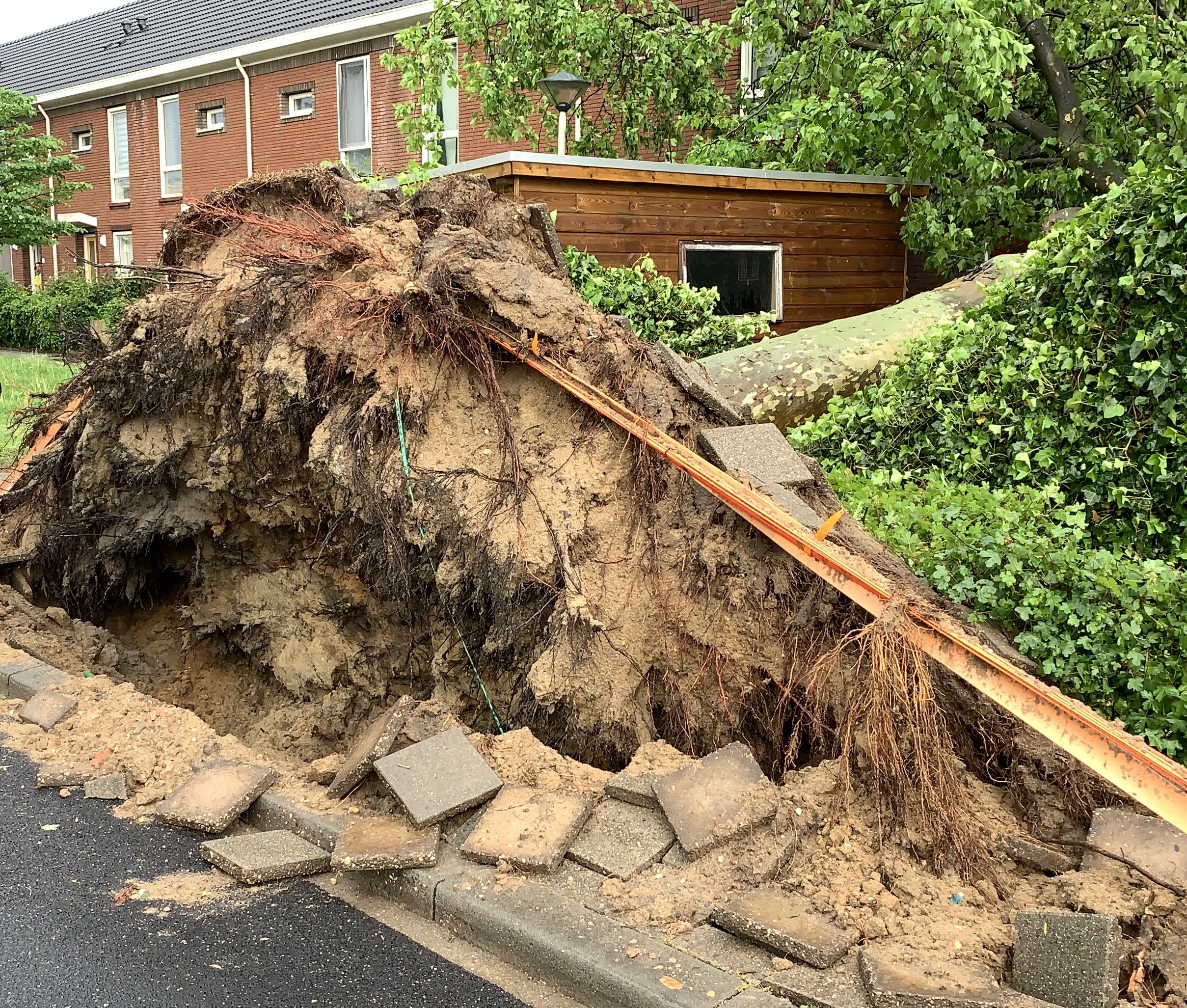 boomschade door graven