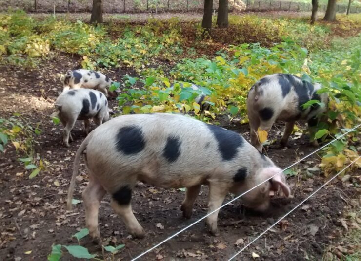 Aanpak Aziatische Duizendknopen bij grondverzet