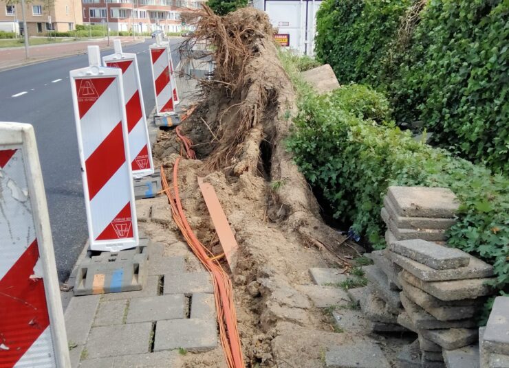 COB-lunchlezing Groeiboek Bomen, kabels en leidingen 🌳