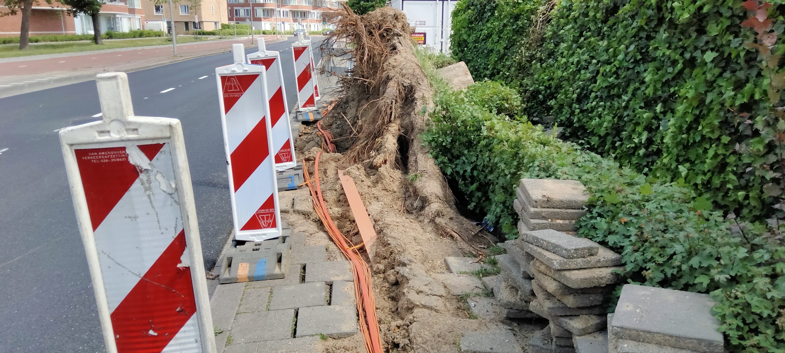 COB-lunchlezing Groeiboek Bomen, kabels en leidingen 🌳